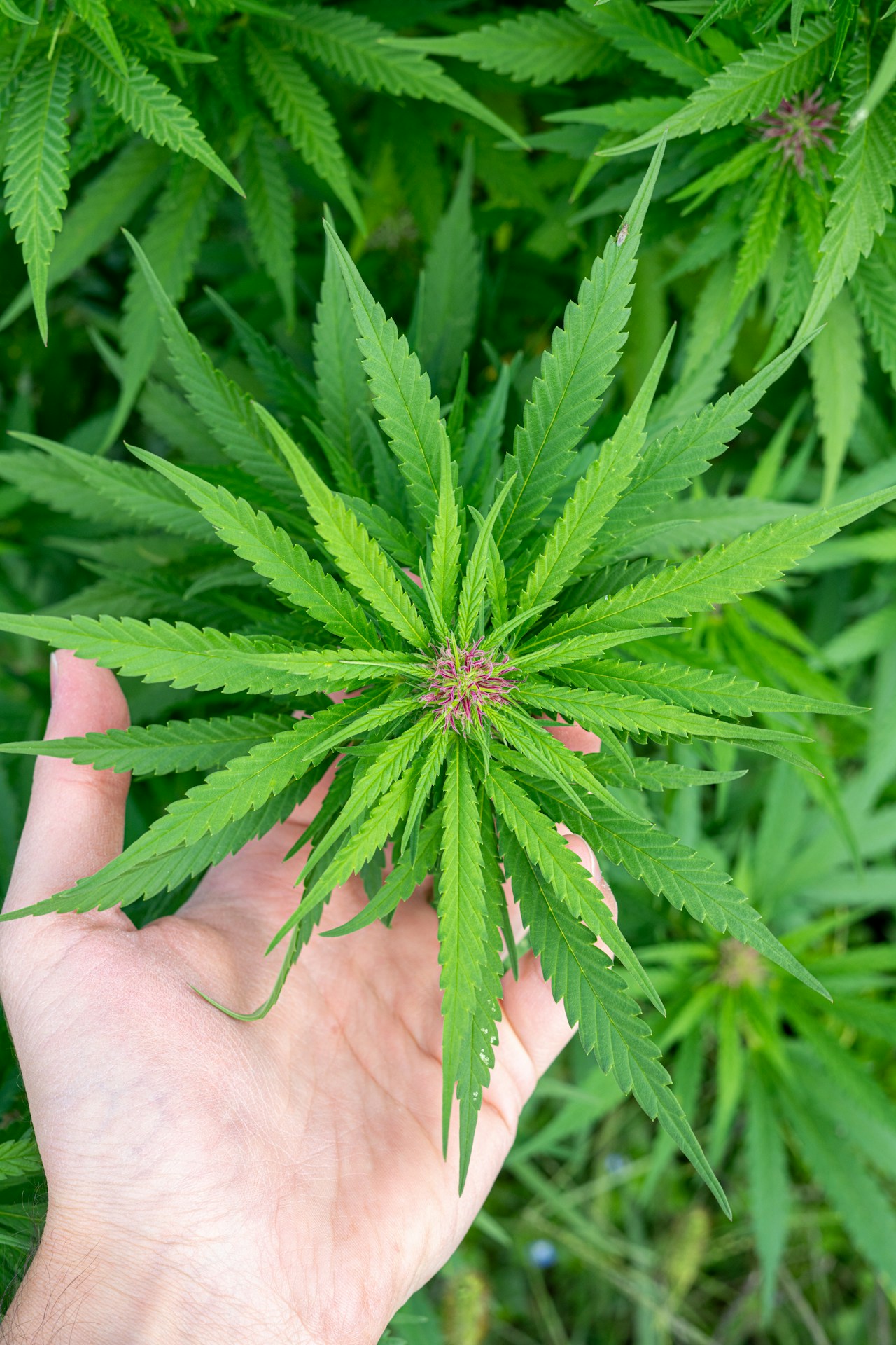 Cannabis flower detail