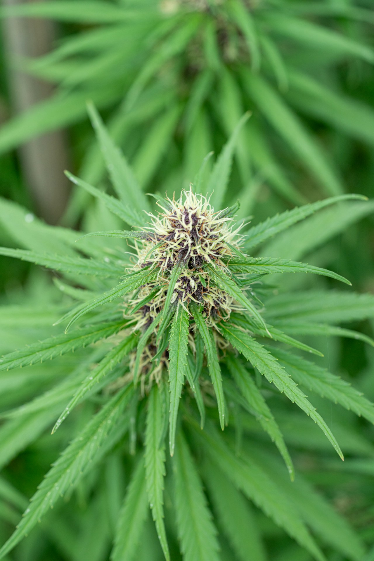 Cannabis bud macro